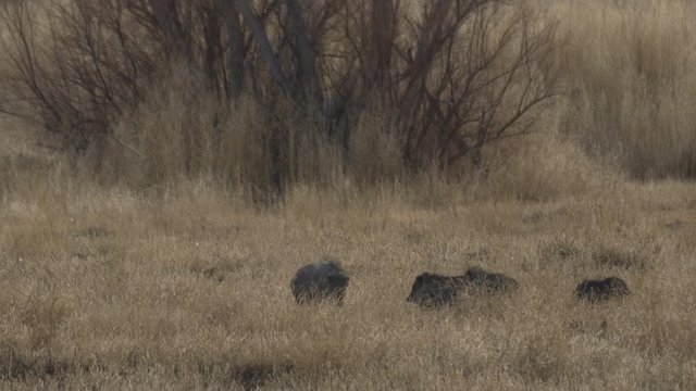 Slow Motion - Javalina Family Eating