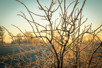 Obraz premium Mit Raureif überzogene Sträucher im Gegenlicht der aufgehenden Wintersonne
