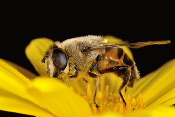 Sirfido - (Eristalis  tenax)
