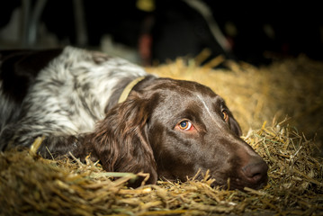 Hundeblick - d&ouml;sender Jagthund liegt im Stroh auf einem Bauernhof
