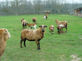 Kleine Schafherde mit Schafbock, Aue und Lämmer