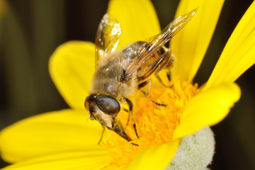 Sirfido - (Eristalis  tenax)