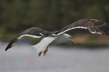 Seagull