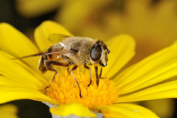 Sirfido - (Eristalis  tenax)