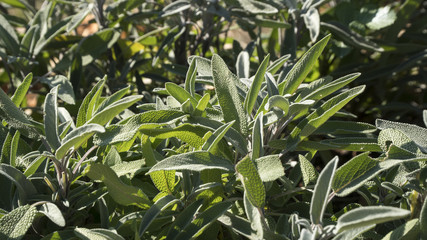 Spice plant: sage leaves, (salvia officinalis), in garden
