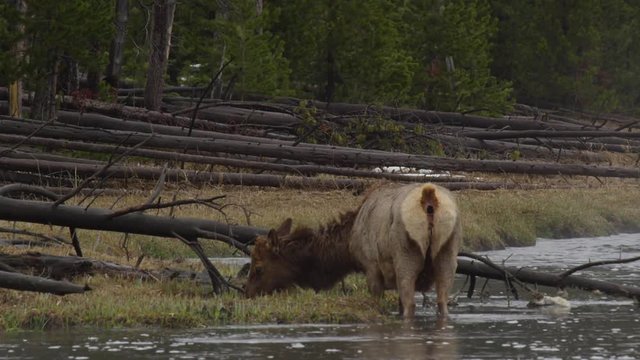 Slow motion elk defecates while wading in river and grazing on grass on bank