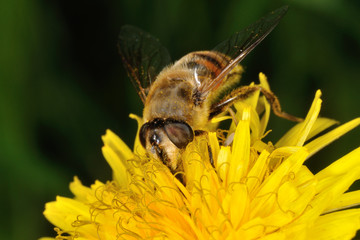 Sirfido - (Eristalis  tenax)