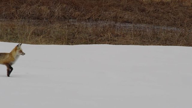 Slow motion red fox hunting in snow field goes behind tree car passes in front