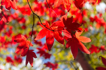 Looking up at Maple Leaves
