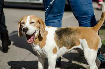 beagle dog for a walk