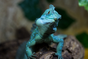 lizard