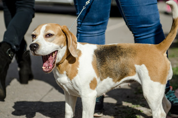 beagle dog for a walk