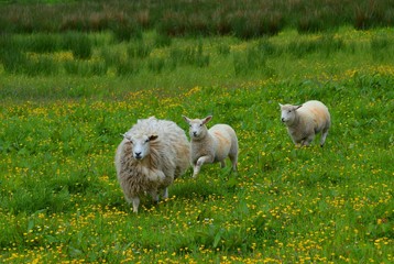 Sheep in the Field