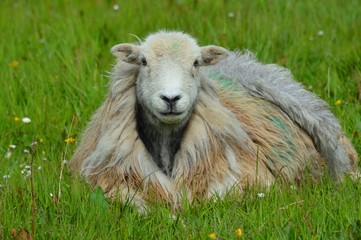 Sheep in the Field