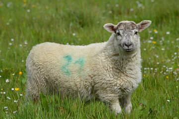 Sheep in the Field