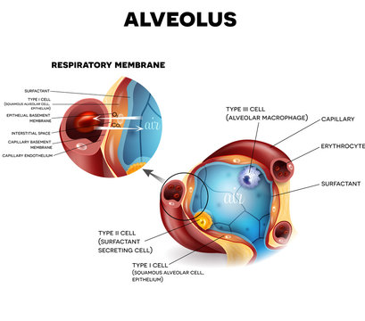 Alveolus anatomy and Respiratory membrane of alveolus, oxygen and carbon dioxide exchange between alveoli and capillaries, external respiration mechanism.