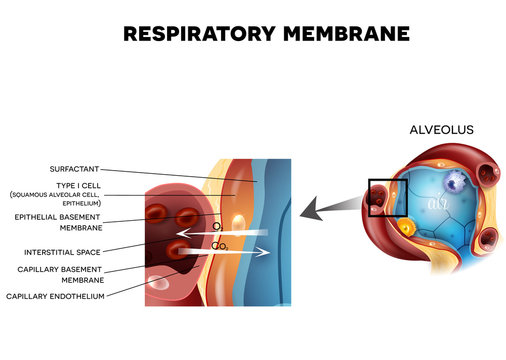 Respiratory membrane of alveolus, detailed anatomy, oxygen and carbon dioxide exchange between alveoli and capillaries, external respiration mechanism.