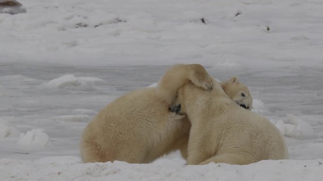 Slow motion - two polar bears bight and wrestle on the sea ice