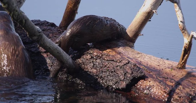 Family of otters climb out of pond onto log and groom each other in sunlight