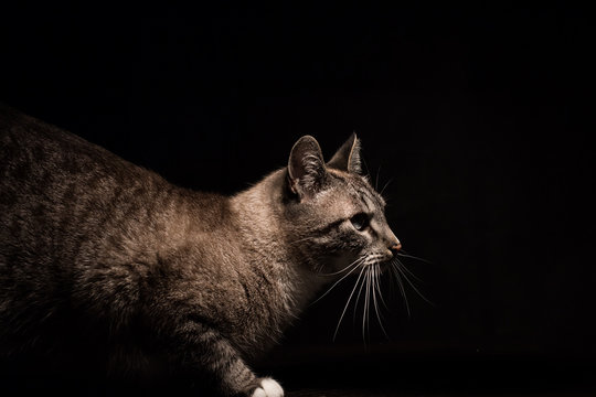 Cat in black background