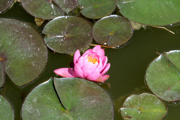 Water lily  Nymphaea