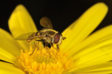 Sirfido - (Syrphidae)