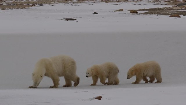Twin polar bear cubs follow closely behind their mother on frozen pond