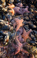 Seafood Bounty During Low Tide