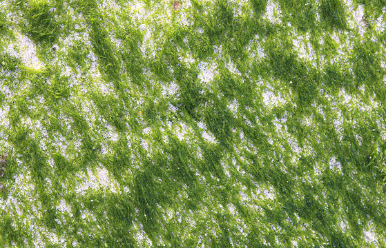 green algae with sand