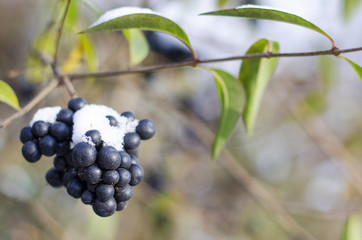 branch of black berries