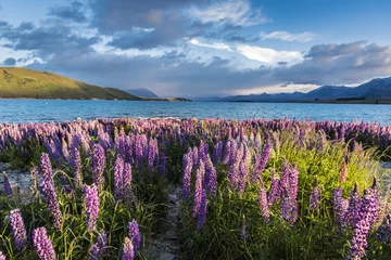 Foto auf Glas Blüte der Lupinen in Lake Tekapo, Neuseeland © cloud9works