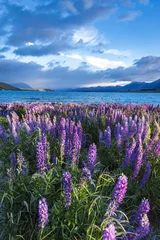 Foto auf Glas Blüte von Lupinen im Lake Tekapo, Neuseeland © cloud9works