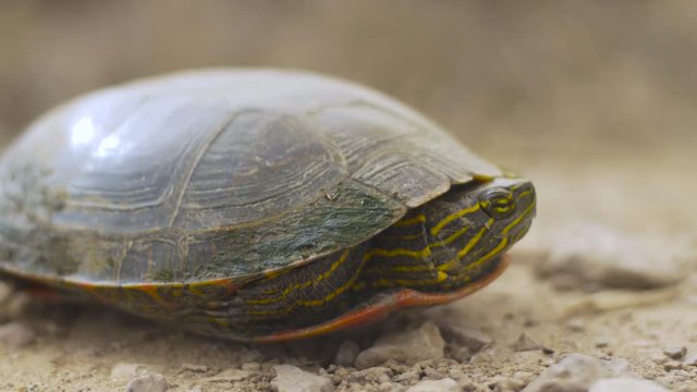 Extreme Close on Painted Turtle on Gravel Road - Side