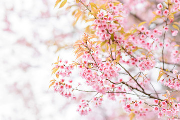 Pink Cherry blossom , Sakura flower blooming