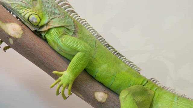 Green iguana on a branch at terrarium. A large iguana sitting motionless on a branch in the aviary. Reptiles animals. Cold-blooded reptiles. Large lizard. Iguana ordinary.