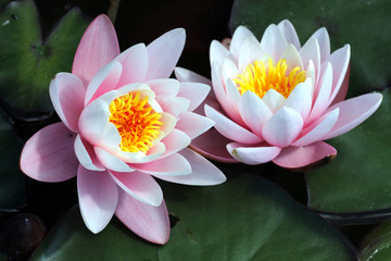 Obrazy  Różowy kwiat lilii wodnej w krystalicznie czystym jeziorze w okresie letnim