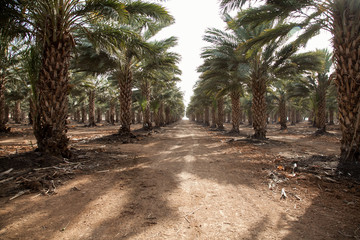 Date Grove - Thousands of date trees in the wonderful area of the Jordan valley