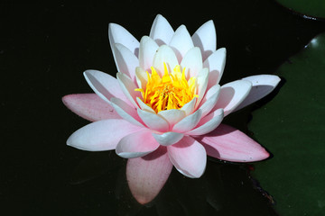 Pink water lily aka lotus flower blooming in clear water lake summer time