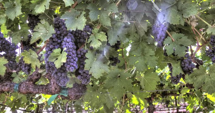 Ripe grape clusters hanging on the vine. Panning footage from a vineyard in Napa Valley California.