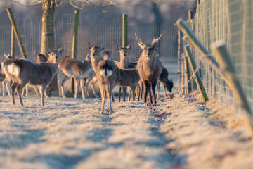 Fototapeta premium Fallow deer stag in herd standing in frosty meadow.