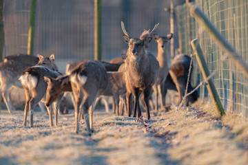 Fallow deer stag in herd standing in frosty meadow.