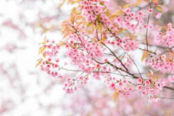 Pink Cherry blossom , Sakura flower blooming