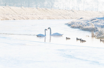 Two mute swans and coots in ice hole on frozen river.