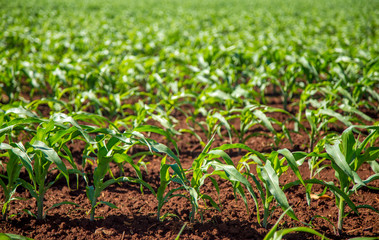 plantação cana de açucar