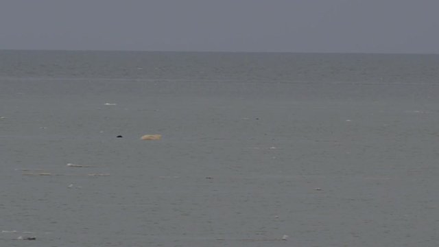 Seal swims easily past hungry polar bear in sea