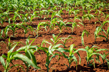 plantação cana de açucar