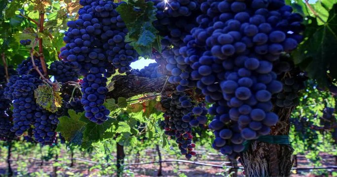 Close-up of ripe grape clusters hanging on the vine. Panning footage from a vineyard in Napa Valley California.