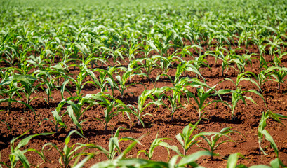 plantação cana de açucar