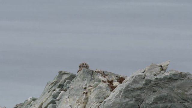 A young spotted headed baby glaucus gull chick pokes