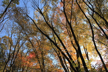 Fototapeta premium 紅葉(秋保)